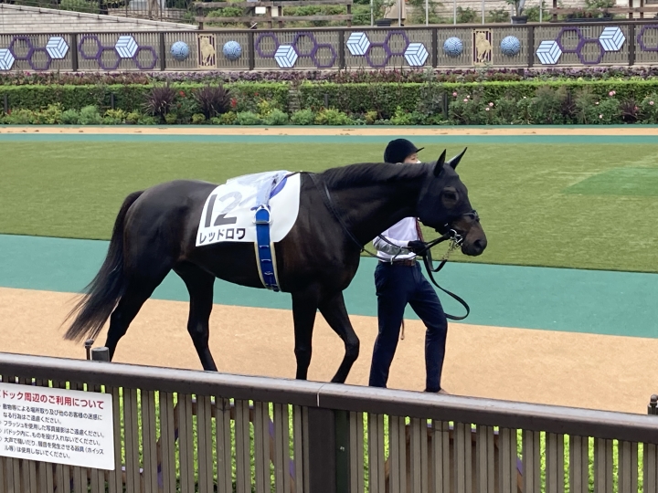 2021/10/16 3歳以上1勝クラス レッドロワ