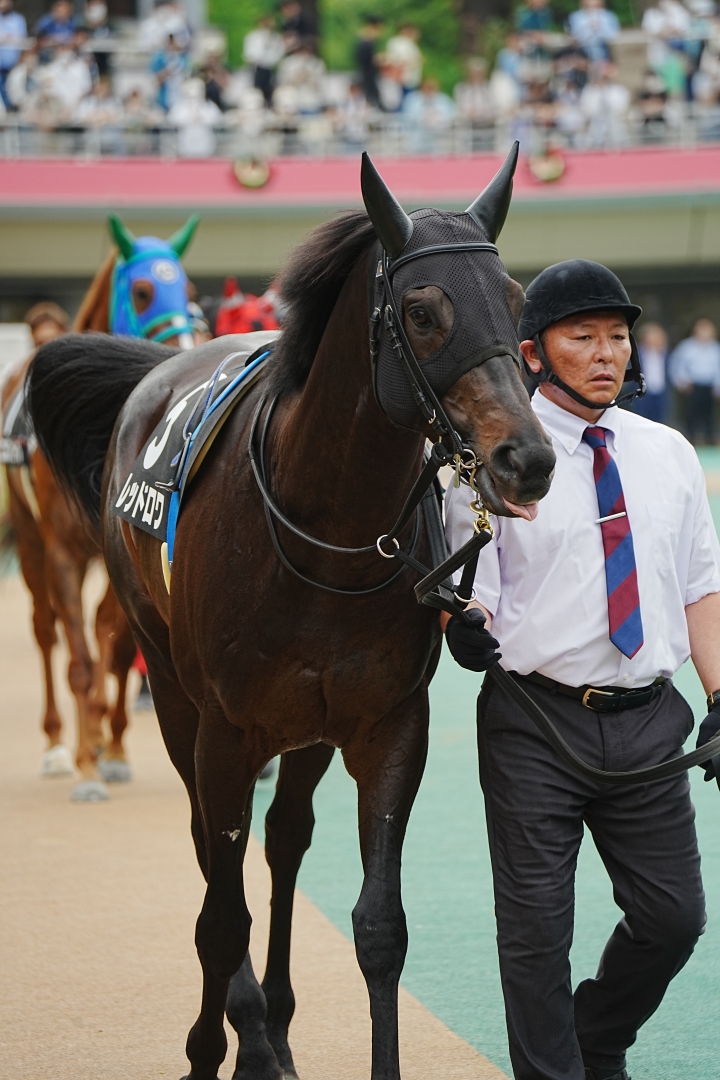 2023/6/10 芦ノ湖特別(2勝クラス) レッドロワ