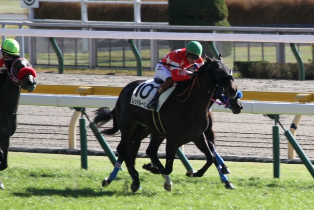 直線 レッドルーベンス