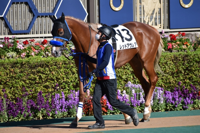 パドック レッドアウレア