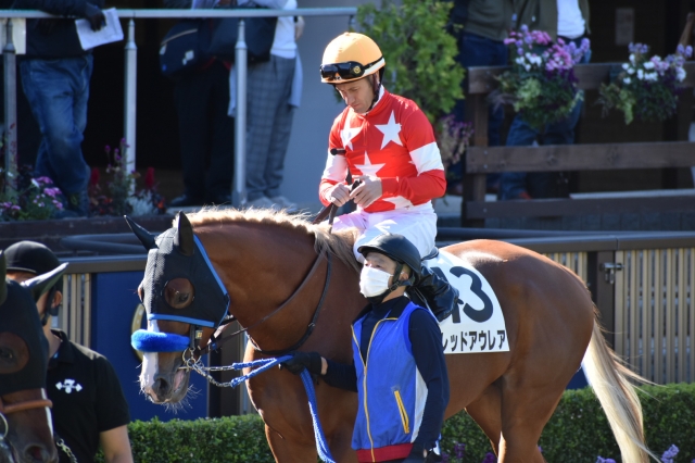 パドック レッドアウレア