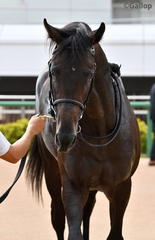 初勝利2 レッドヴェロシティ