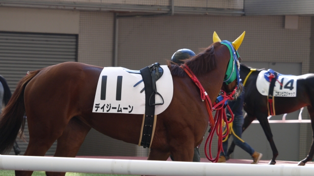 パドック デイジームーン