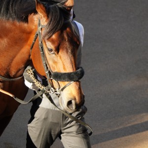 2022/12/25 有馬記念(G1)