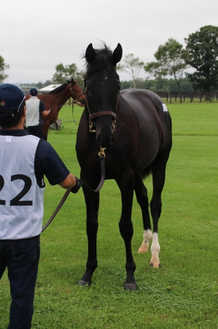2019年募集馬見学ツアー　ノーザンファームY5&6 ブルメンダール