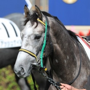 2020.11.21 東京4R 2歳新馬