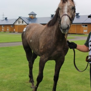 2019年募集馬見学ツアー　早来ファーム