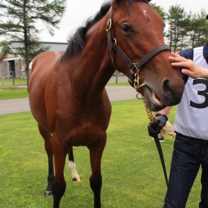2019年募集馬見学ツアー