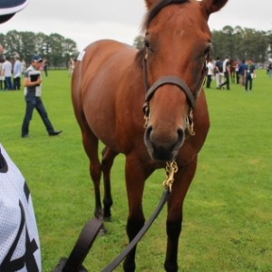 2019年募集馬見学ツアー　ノーザンファームY5&6