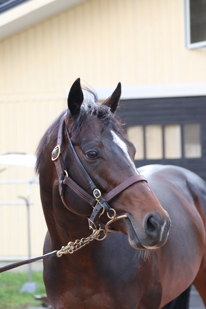 ノーザンファームしがらき シュヴァリエローズ