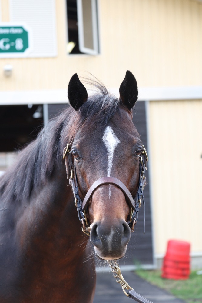 ノーザンファームしがらき シュヴァリエローズ