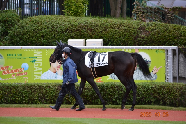 新馬戦パドック コントゥール