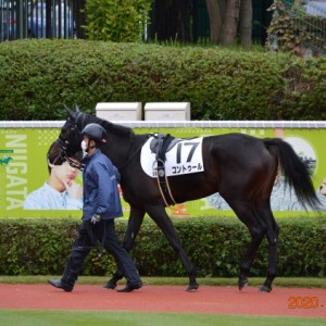 新馬戦パドック