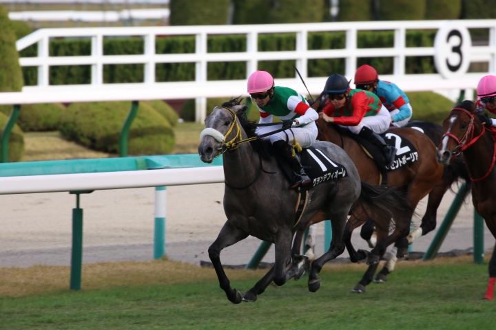2020/11/23 阪神　秋名菊賞　レース グランデフィオーレ
