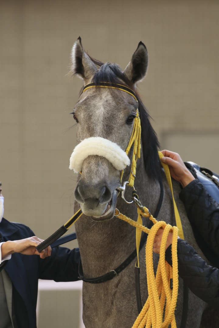 2020/11/23 阪神　秋名菊賞　パドック グランデフィオーレ