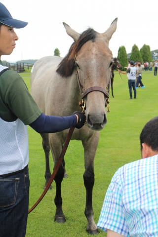 2019年募集馬見学ツアー　早来ファーム グランデフィオーレ