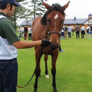 2019年募集馬見学ツアー　早来ファーム