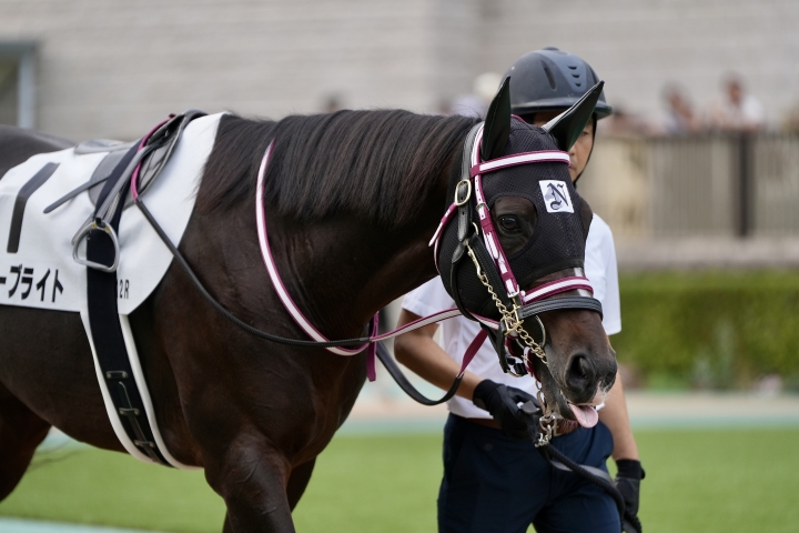 2023/11/4 3歳以上2勝クラス リリーブライト