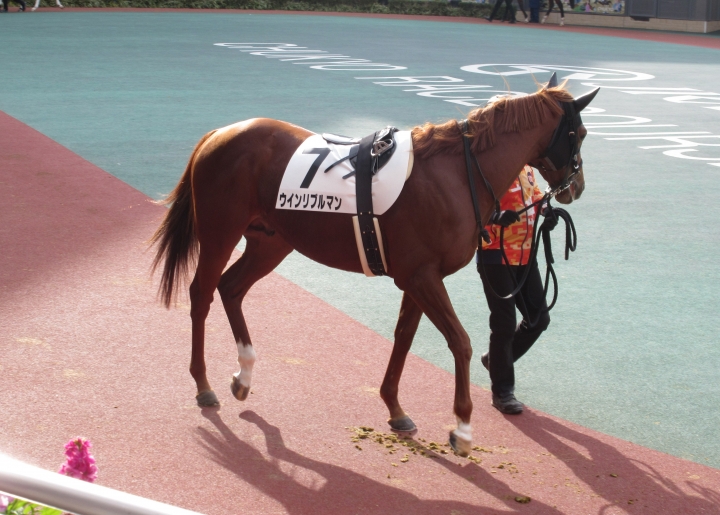 1勝クラスパドック ウインリブルマン