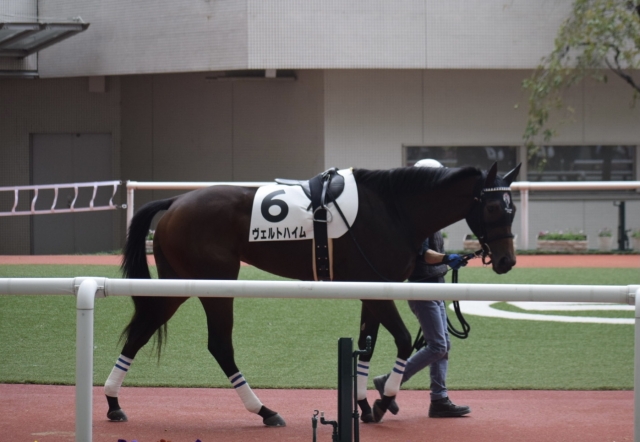 ヴェルトハイム　新馬戦パドック ヴェルトハイム