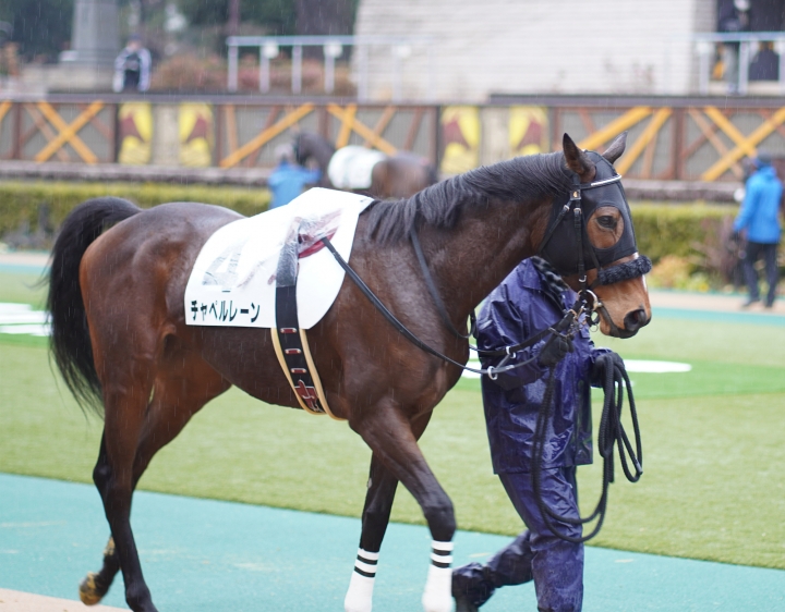 2022/2/13 4歳以上2勝クラス(牝) チャペルレーン