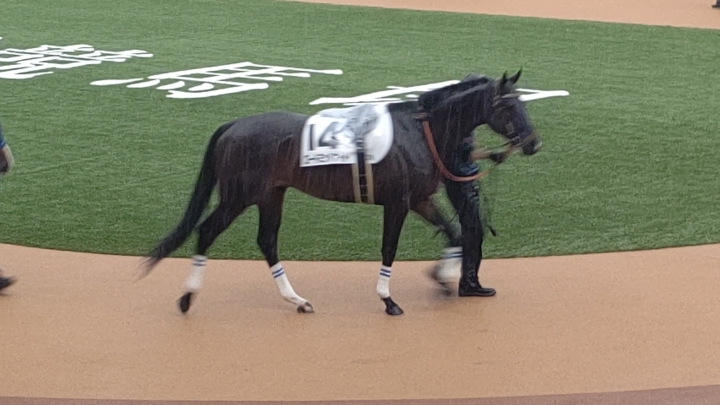 京都12R・４歳以上２勝クラス パドック ロードミッドナイト