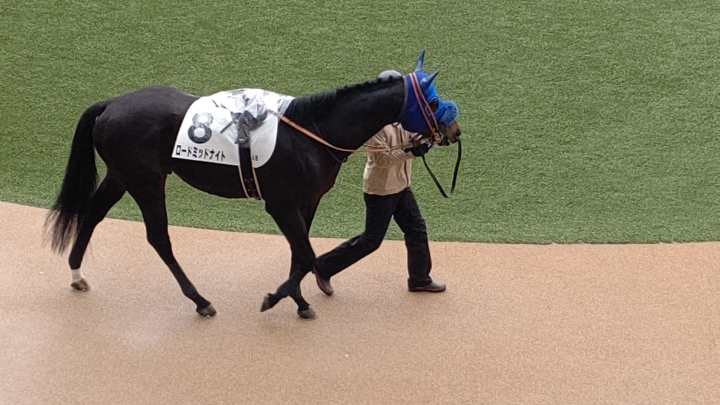 中山8R ４歳以上２勝クラス パドック ロードミッドナイト
