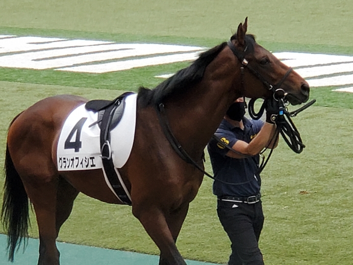 東京3歳以上1勝クラス　パドック グランオフィシエ