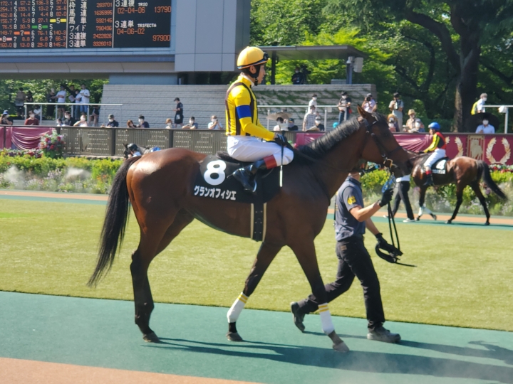 江の島ステークス　パドック グランオフィシエ
