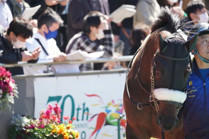 【パドック】4歳以上1勝クラス グラヴィル