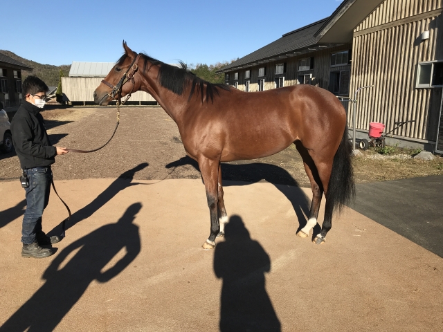 ノーザンファームしがらき ドナウエレン