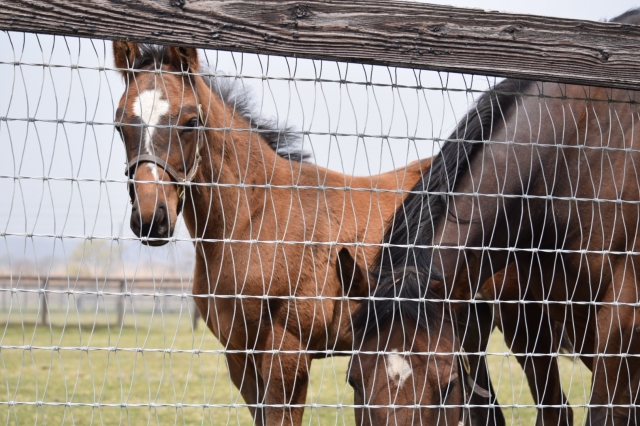 白老F グレアリングアイ