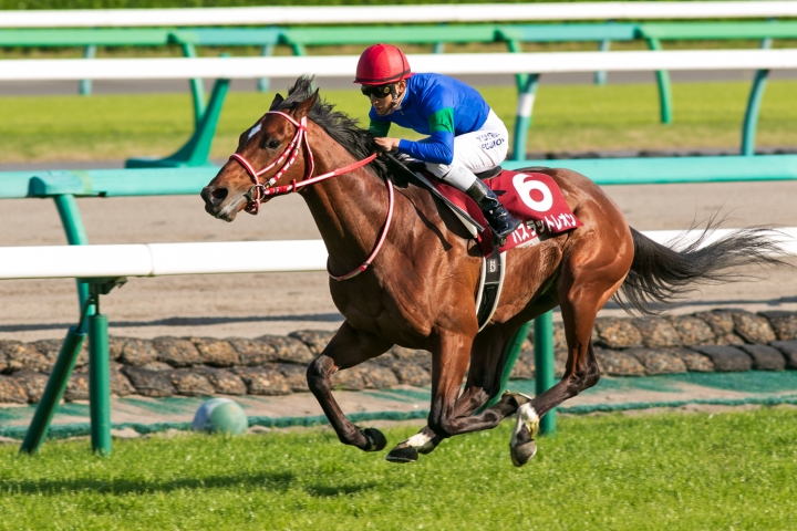 ニュージーランドトロフィー　最後の直線 バスラットレオン