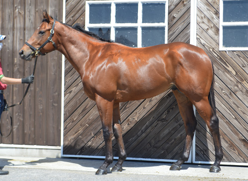 ２歳５月吉澤ステーブルＥ イルクオーレ