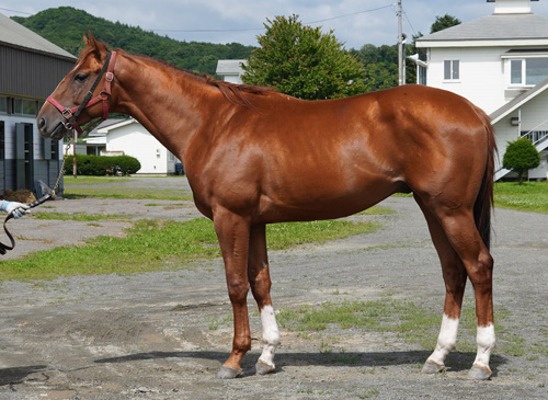 ２歳７月 ヴァンヤール