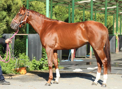 ２歳１０月宇治田原優駿ステーブル ヴァンヤール