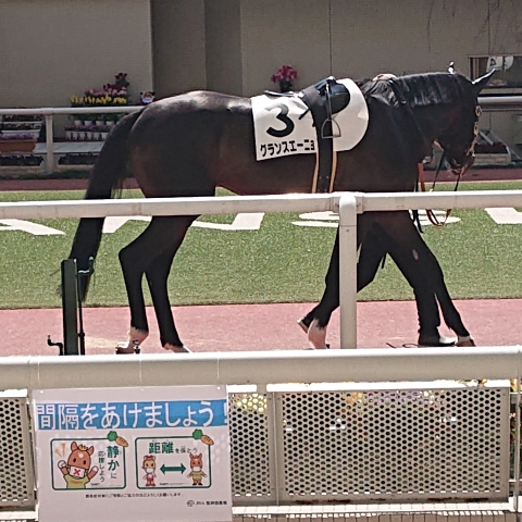 パドックの写真 グランスエーニョ