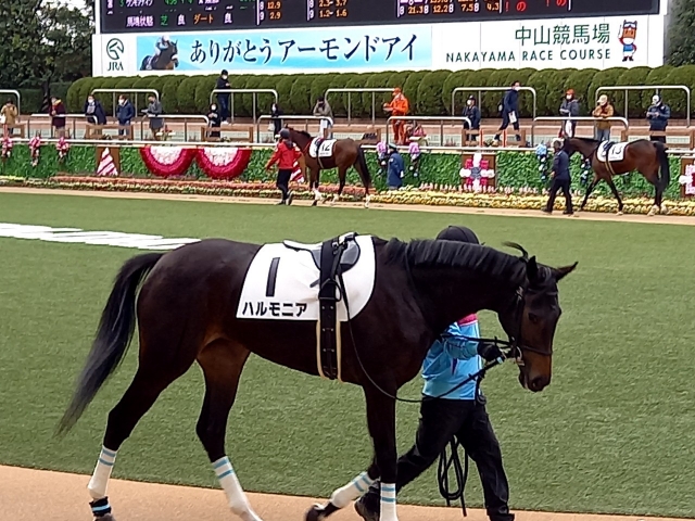 パドック ハルモニア