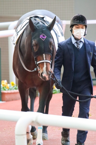 12/26未勝利のパドック シエルブルー