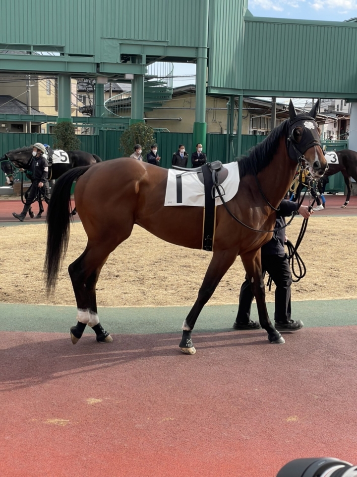 2022年2月22日浦和競馬 ルワンジュ