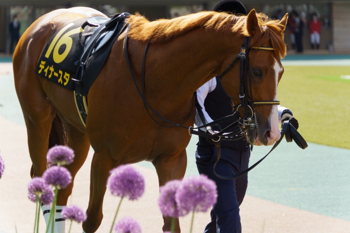 2022/5/7 プリンシパルS(OP) ディナースタ