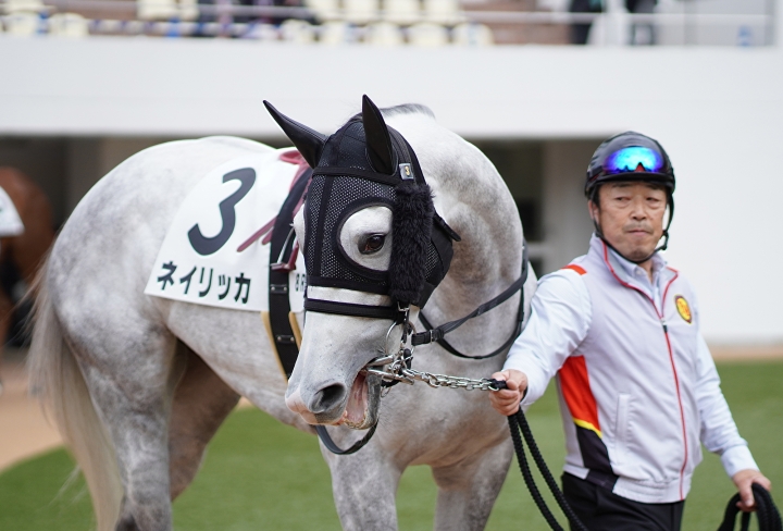2022/12/4 3歳以上2勝クラス ネイリッカ