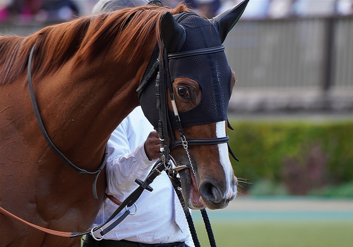 2022/11/6 3歳以上2勝クラス シュヴェルトライテ