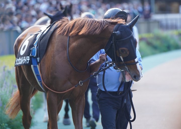 2023/10/28 紅葉S(3勝クラス) シュヴェルトライテ