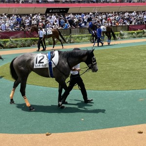 2022/6/12 3歳未勝利(牝)