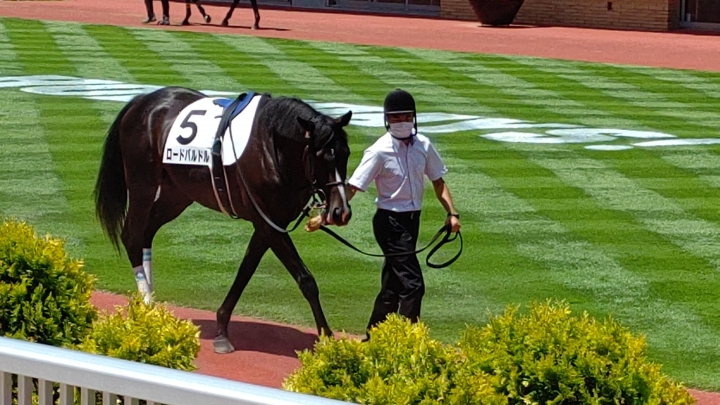 パドック ロードバルドル