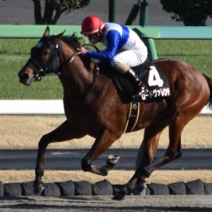 16戦目最後の直線