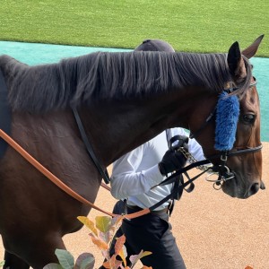 2023/10/14 白秋S(3勝クラス)