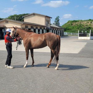 松風馬事センター