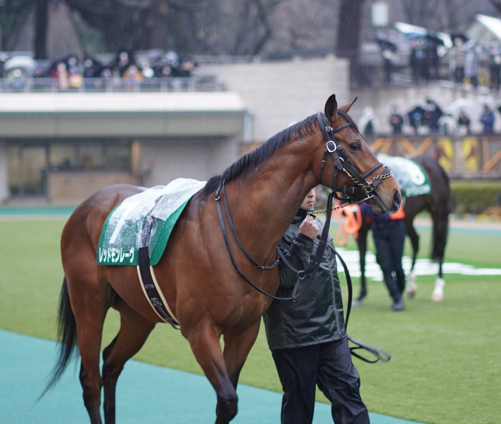 2022/2/13 共同通信杯(G3) レッドモンレーヴ